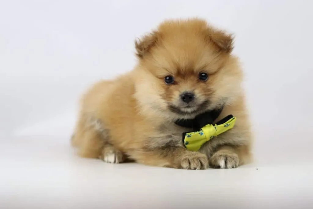 Pomeranian kaufen: wie, was, wo? 8 Wie kauft man einen pomeranian