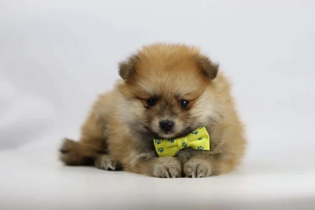 What is the price of a pomeranian puppy? 12 Pomeranian price