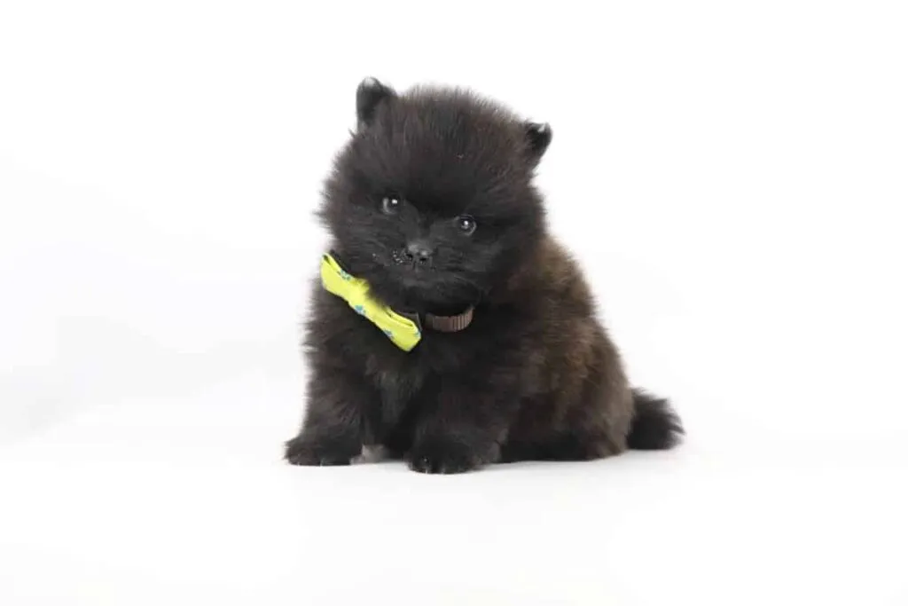 What is the price of a pomeranian puppy? 5 Pomeranian pup price information