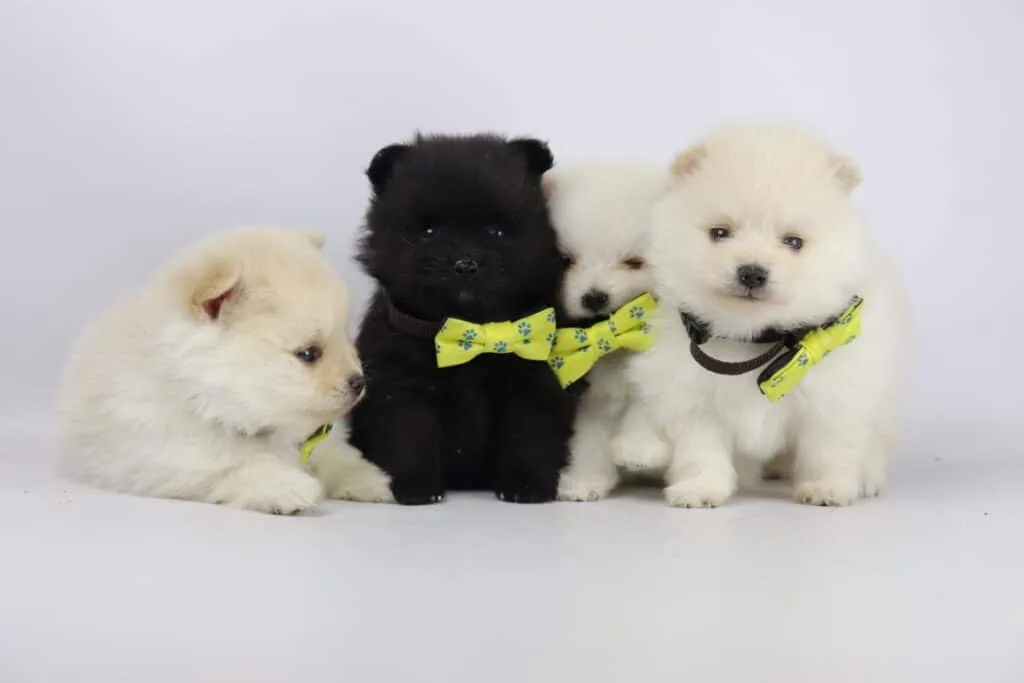 Dwarf spitz or pomeranian puppies for sale - buy spitz puppies, pomeranian from breeder 23 Belgian breeder miniature spitz
