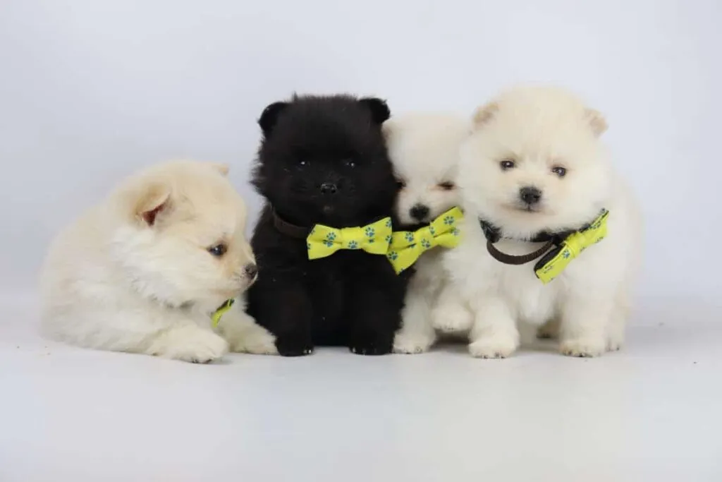 What is the price of a pomeranian puppy? 7 Pomeranian puppy price