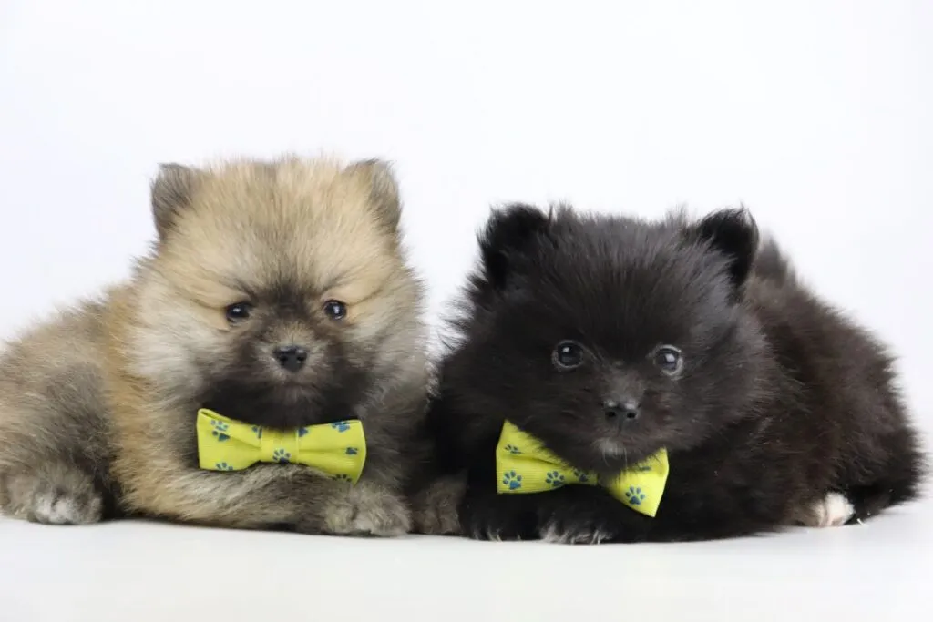 Pomeranian kaufen: wie, was, wo? 6 Pomeranian charakter