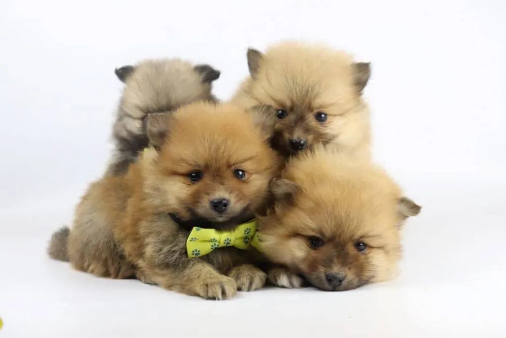 What is the price of a pomeranian puppy? 13 Pomeranian pup price