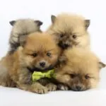 Pomeriaan gewicht: hoe groot worden ze? 9 Prijs pomeriaan pup