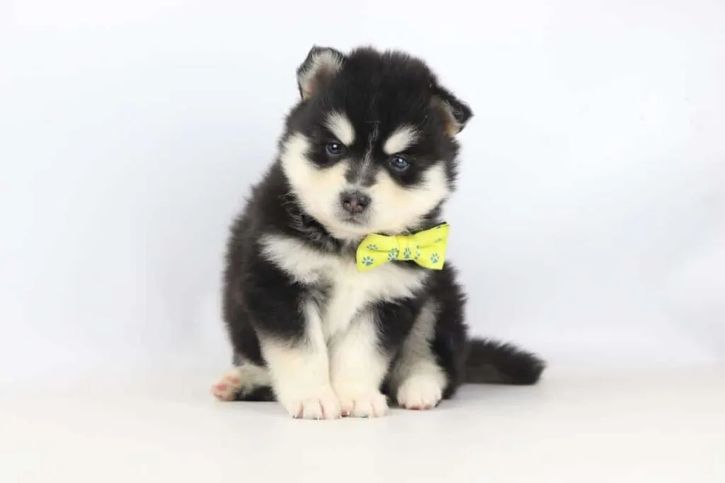 Pomsky adulte : quelle taille atteint un pomsky? 3 Prix du pomsky en belgique