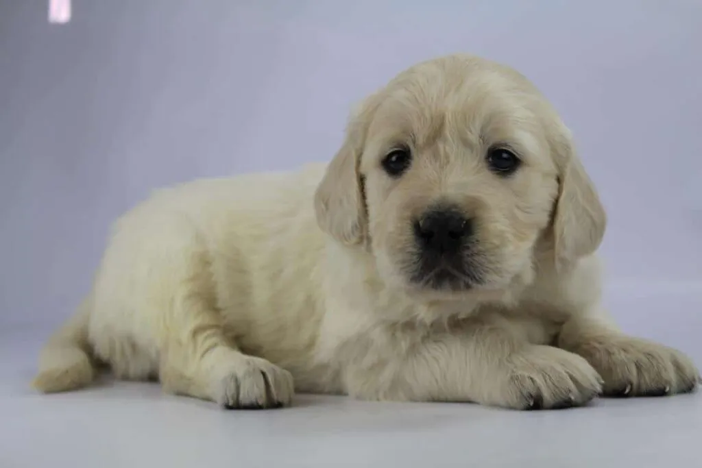 Golden retriever welpen zu verkaufen - belgischer zรผchter 9 Golden retriever pups prijs