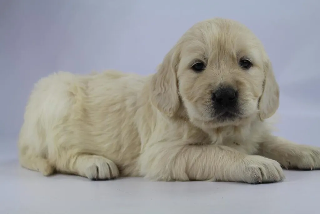Golden retriever welpen zu verkaufen - belgischer zรผchter 10 Golden retriever pups gezondheid