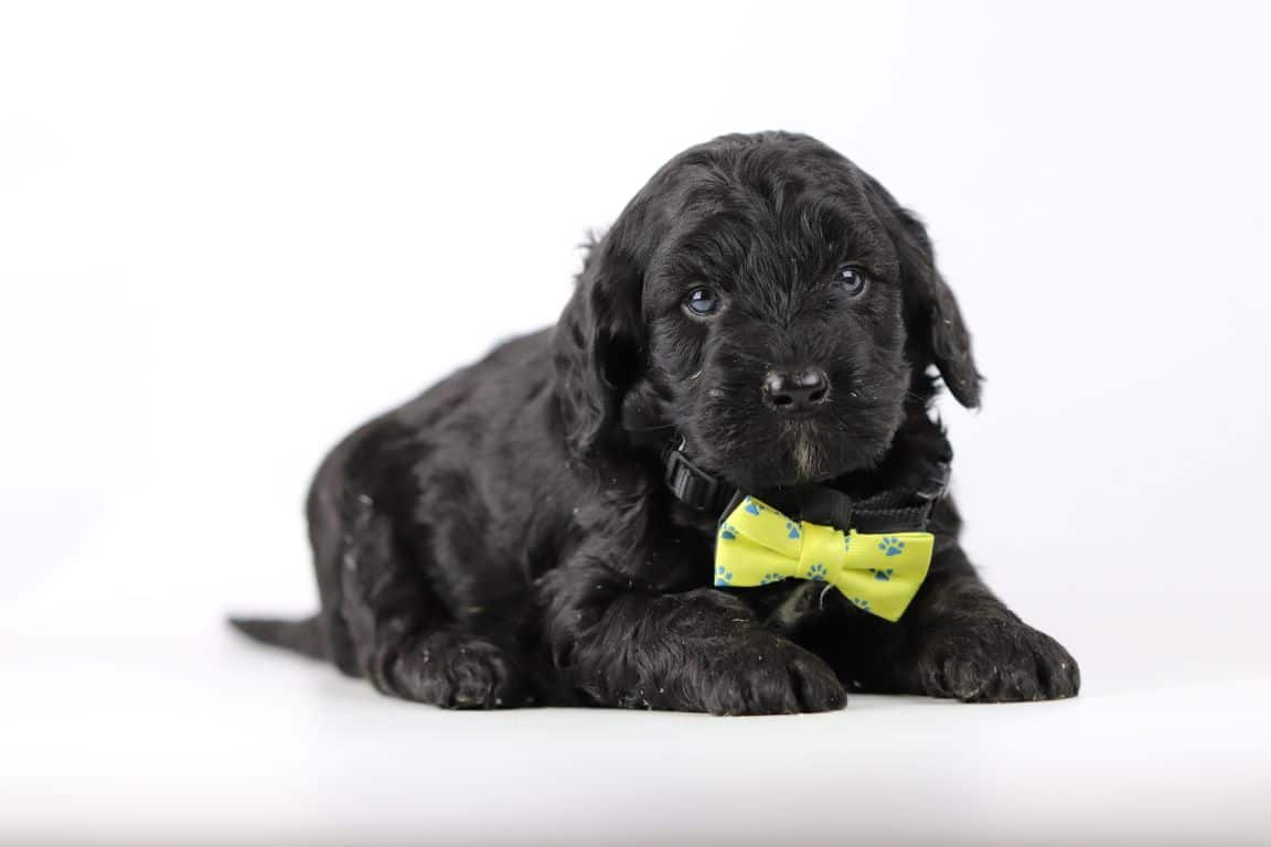 Labradoodle