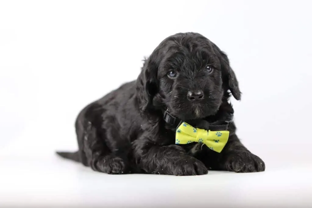 Labradoodle puppies for sale โ information from a belgian recognized breeder 18 Labradoodle pups kopen