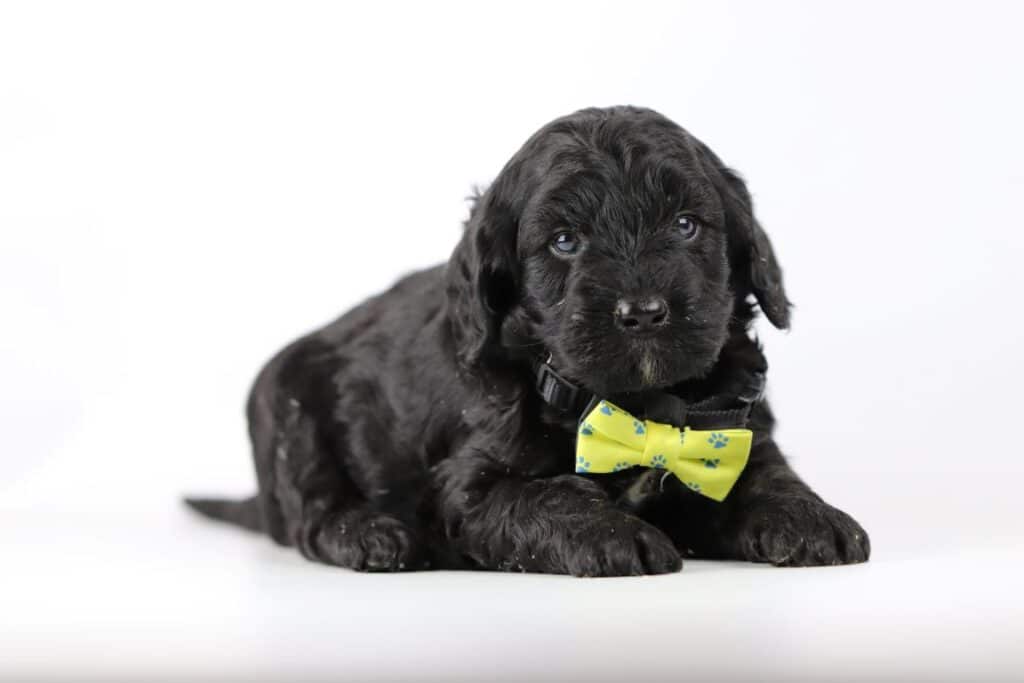 Labradoodle mini: leer alles over deze hond 1 Labradoodle pups kopen