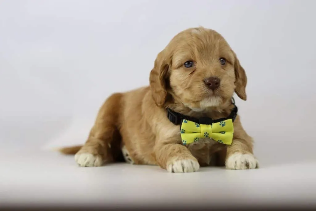 Labradoodle puppies for sale โ information from a belgian recognized breeder 1 Erkende labradoodle fokker