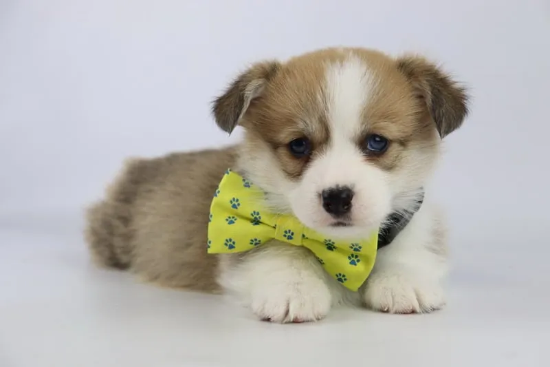Informations sur le welsh corgi pembroke 10 Corgi rasstandaard