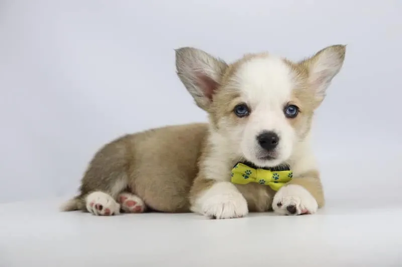 Informations sur le welsh corgi pembroke 16 Welsh corgi pembroke opvoeding