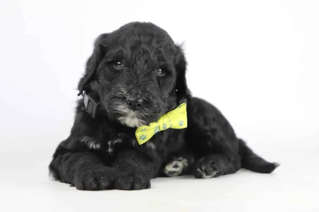 Labradoodle puppies for sale โ information from a belgian recognized breeder 5 Erkende labradoodle fokker