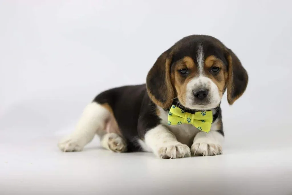 Beagle gewicht gids - wanneer is een beagle te dik? 3 Beagle puppy opvoeden