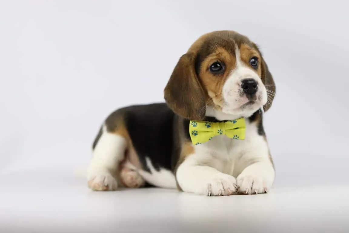 Beagle