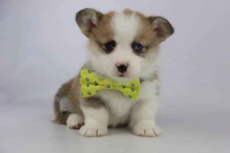 Informations sur le welsh corgi pembroke 8 Corgi karakter