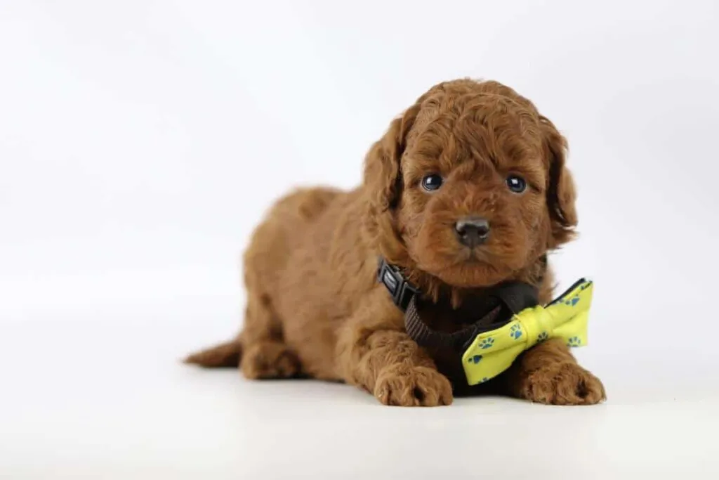Pudelwelpen zu verkaufen - anerkannter belgischer zรผchter 3 Dwergpoedel pups beschikbaar