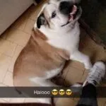 Engelese bull - chanel 2 Engelse bulldog puppy