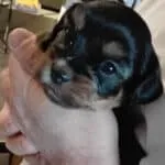 Yorkshire terrier - chico 8 Yorkshire terrier puppy ervaringen