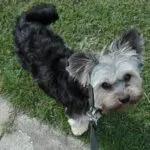 Yorkshire terrier - chico 18 Yorkshire terrier klantbeoordelingen
