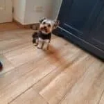 Yorkshire terrier - chico 21 Yorkshire terrier adoptie