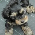 Yorkshire terrier - chico 9 Yorkshire terrier puppy ervaringen