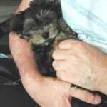 Yorkshire terrier - chico 10 Klantenreviews yorkshire terrier