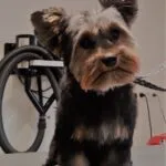 Yorkshire terrier - chico 13 Woefkesranch ervaringen