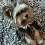 Yorkshire terrier - chico 14 Yorkshire terrier verzorging