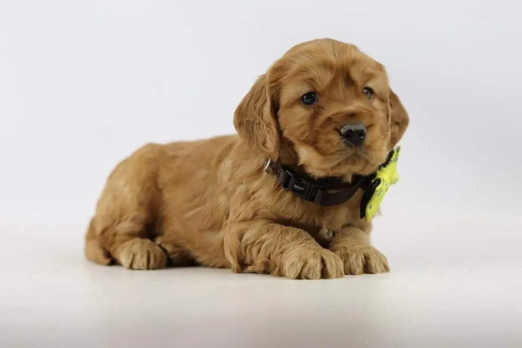 Cockapoo preis: anschaffungs- und unterhaltskosten 6 Cockapoo prijs belgiรซ