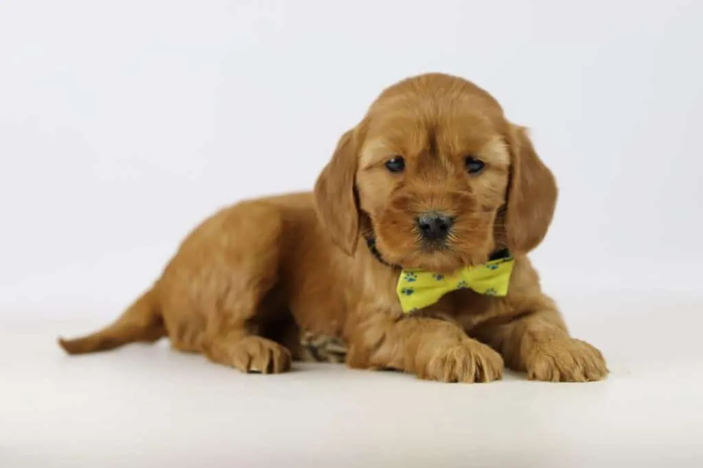 Cockapoo pups te koop belgisch fokker sinds 1991 8 Chiots cockapoo en belgique