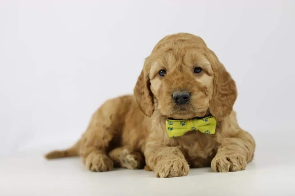 Cockapoo preis: anschaffungs- und unterhaltskosten 7 Cockapoo onderhoud
