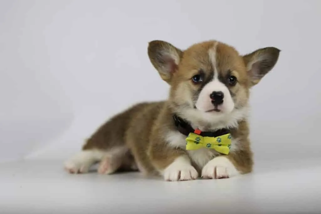 Informations sur le welsh corgi pembroke 11 Geschiedenis welsh corgi pembroke
