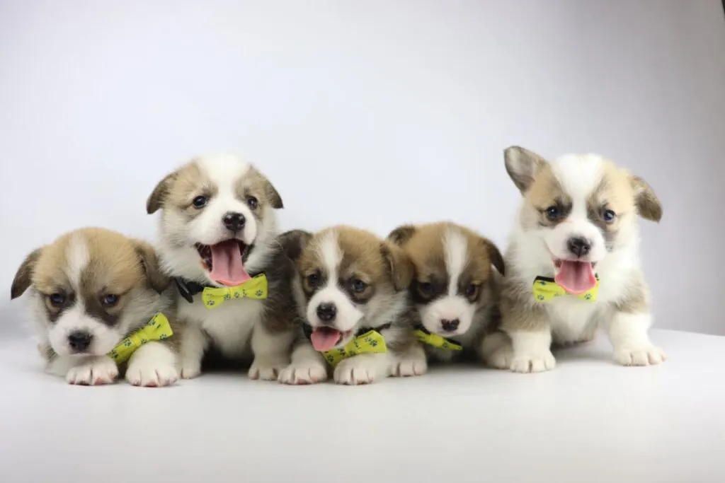 Informations sur le welsh corgi pembroke 14 Informatie welsh corgi pembroke