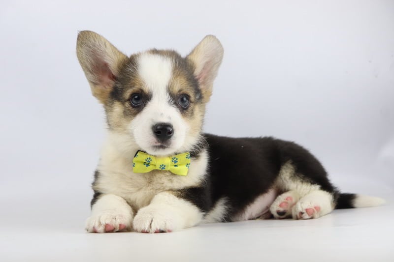 Welsh Corgi Pembroke