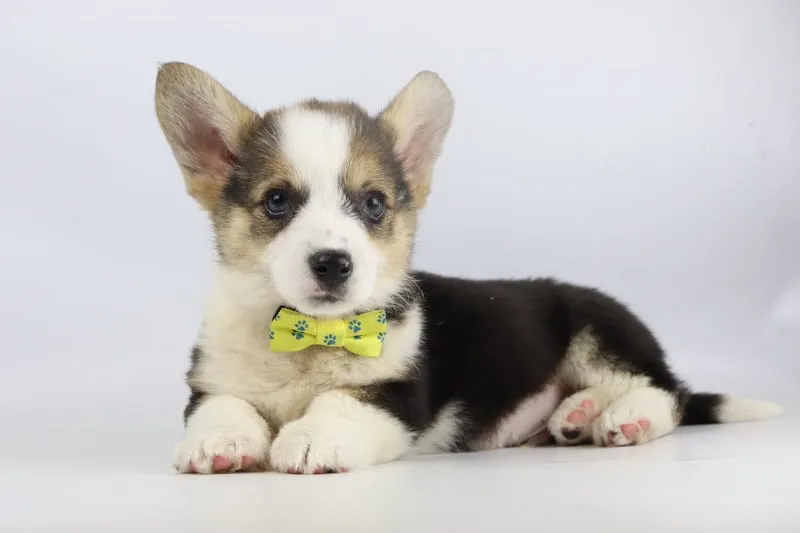 Informations sur le welsh corgi pembroke 9 Welsh corgi temperament