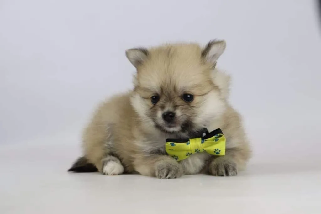 Pomeriaan pups te koop bij belgisch fokker 12 Pomeriaan pups belgie
