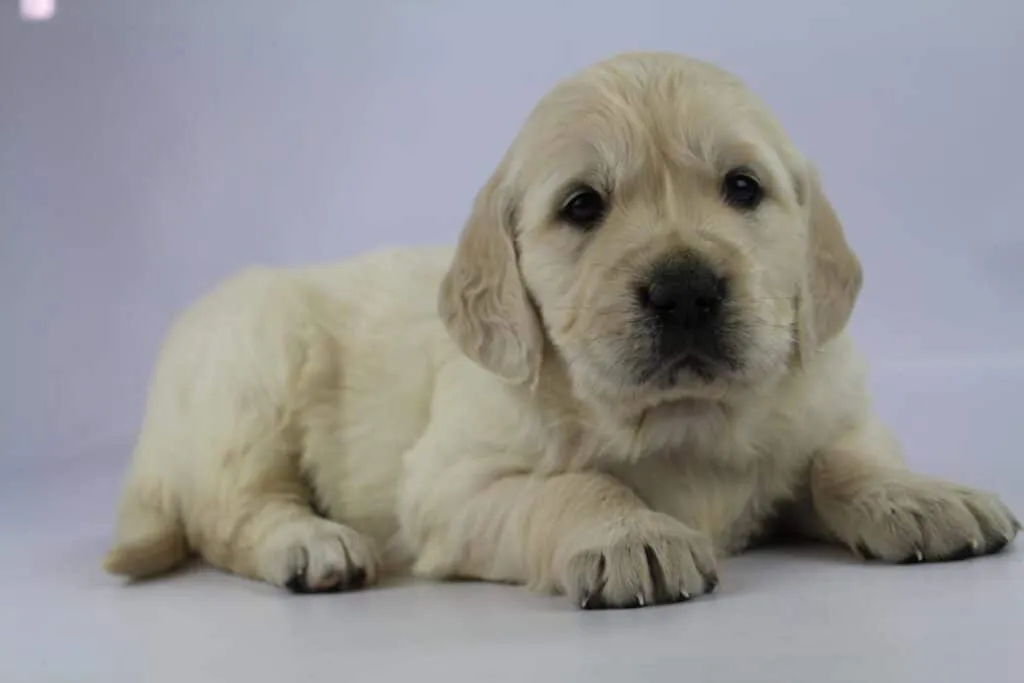 Golden-retriever-preis: was kostet ein golden-retriever-welpe? 5 Golden retriever aankoopprijs