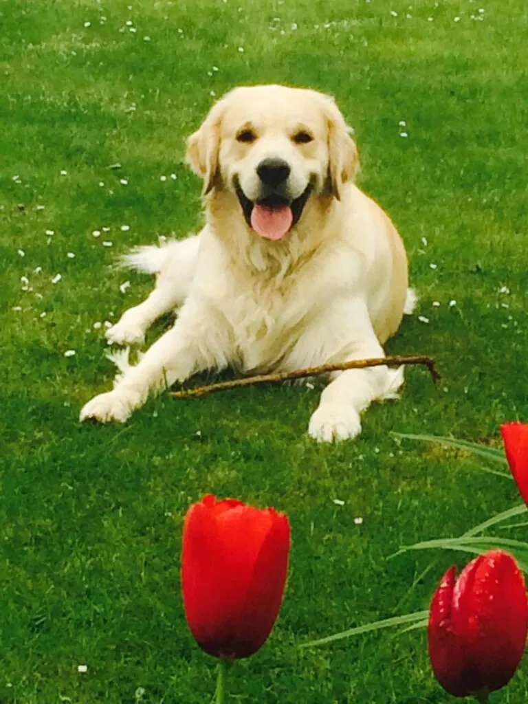 Golden retriever puppy - wat moet je weten 3 Golden retriever training