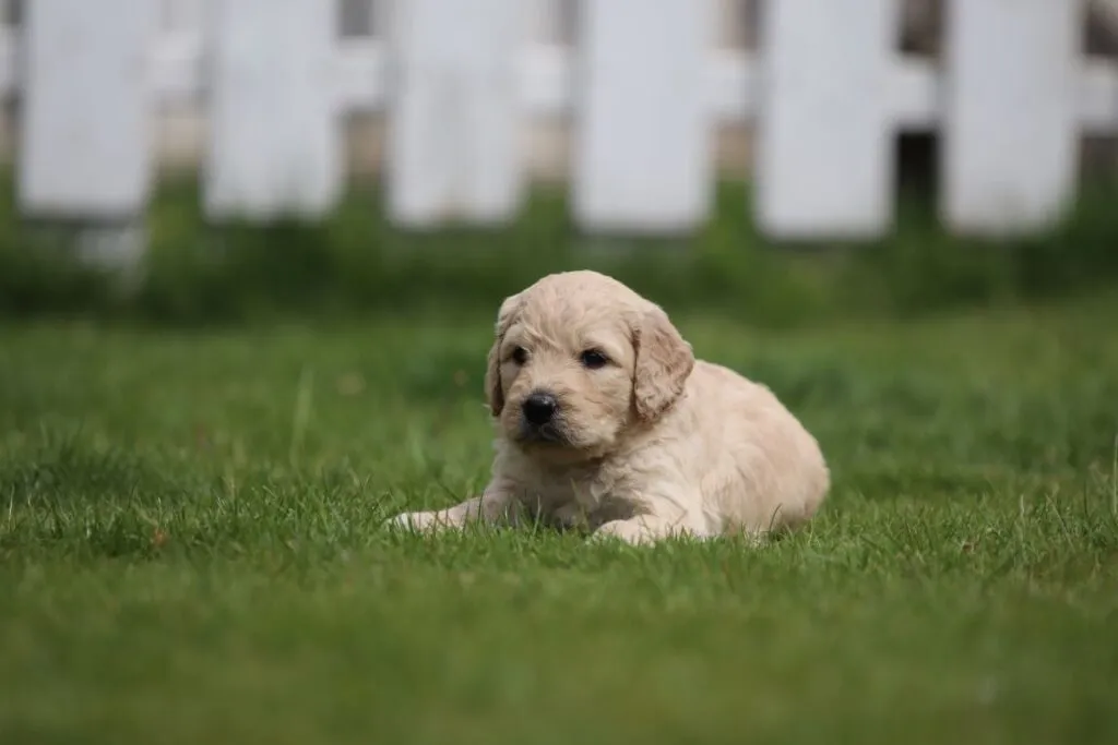 Goldendoodle pups for sale 3 Goldendoodle pups prijs