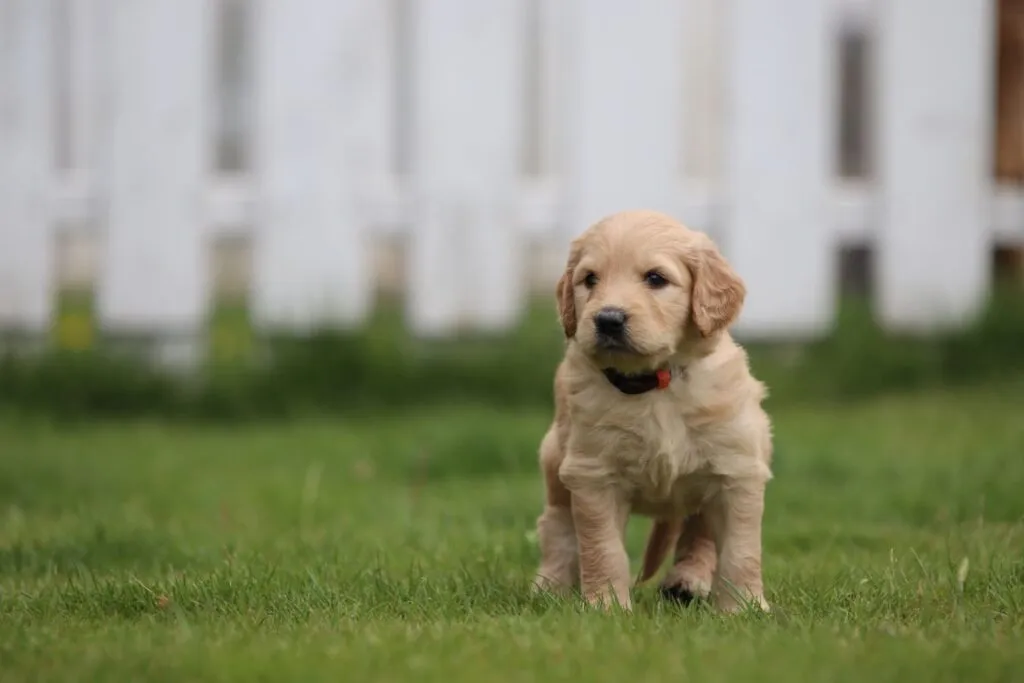 Goldendoodle pups for sale 4 Goldendoodle pups oost-vlaanderen