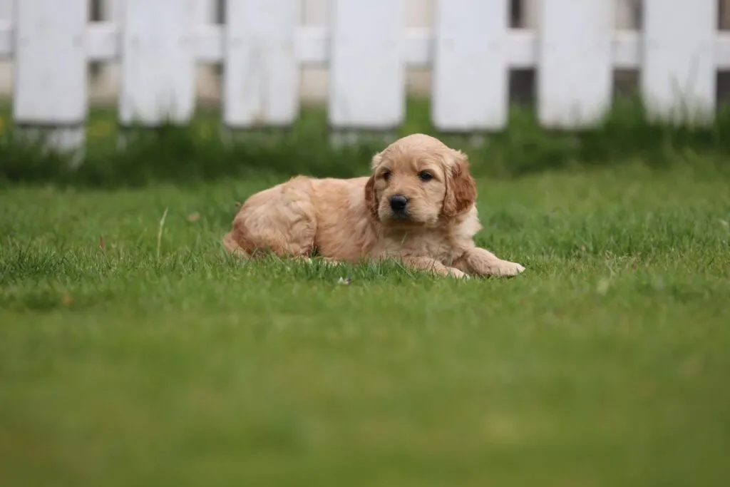 Goldendoodle pups for sale 5 Goldendoodle pups reserveren