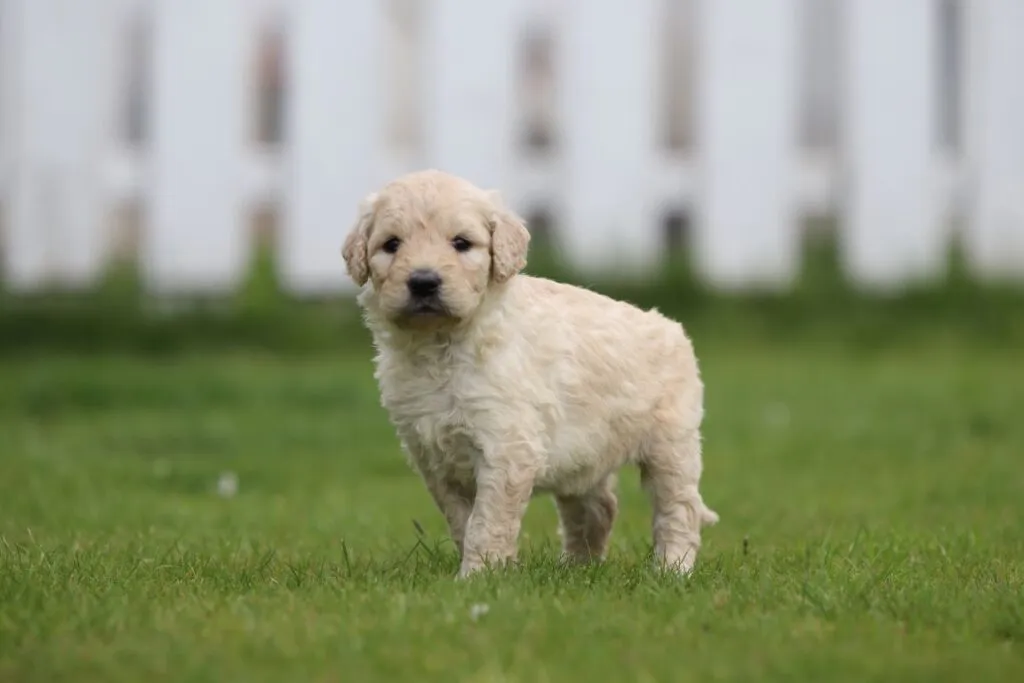 Prijs goldendoodle? 3 Prijs goldendoodle puppy