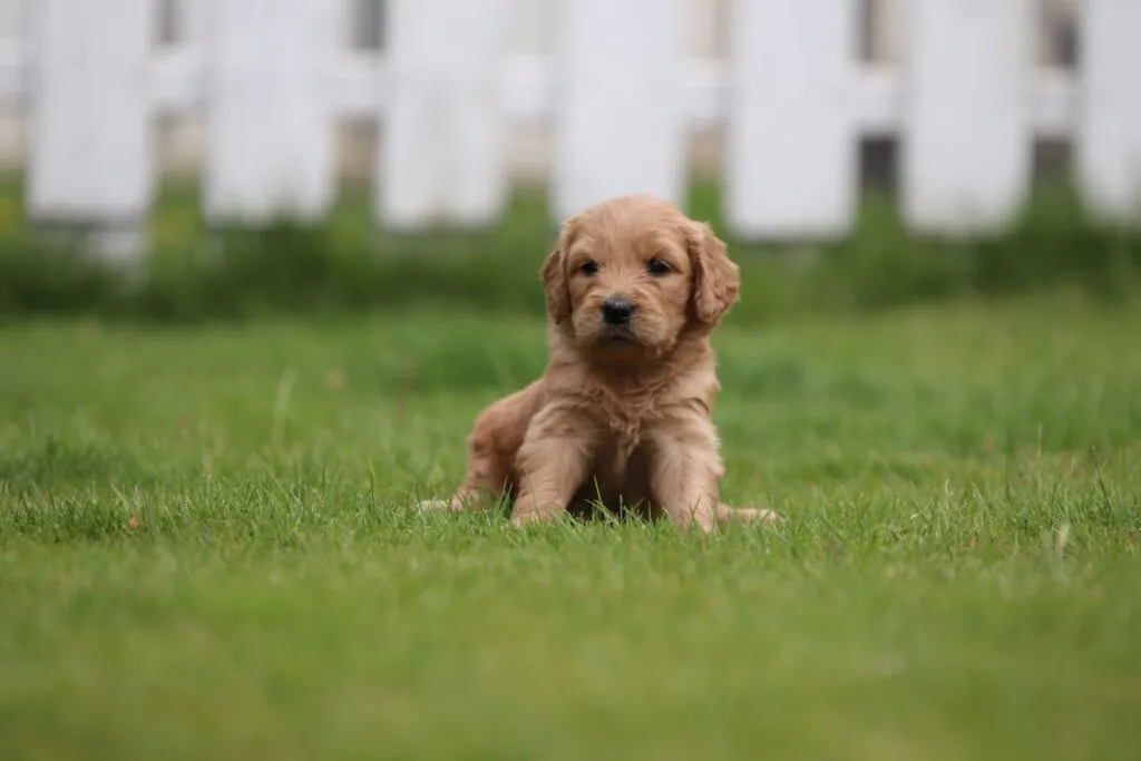 Goldendoodle pups for sale 10 Goldendoodle pups