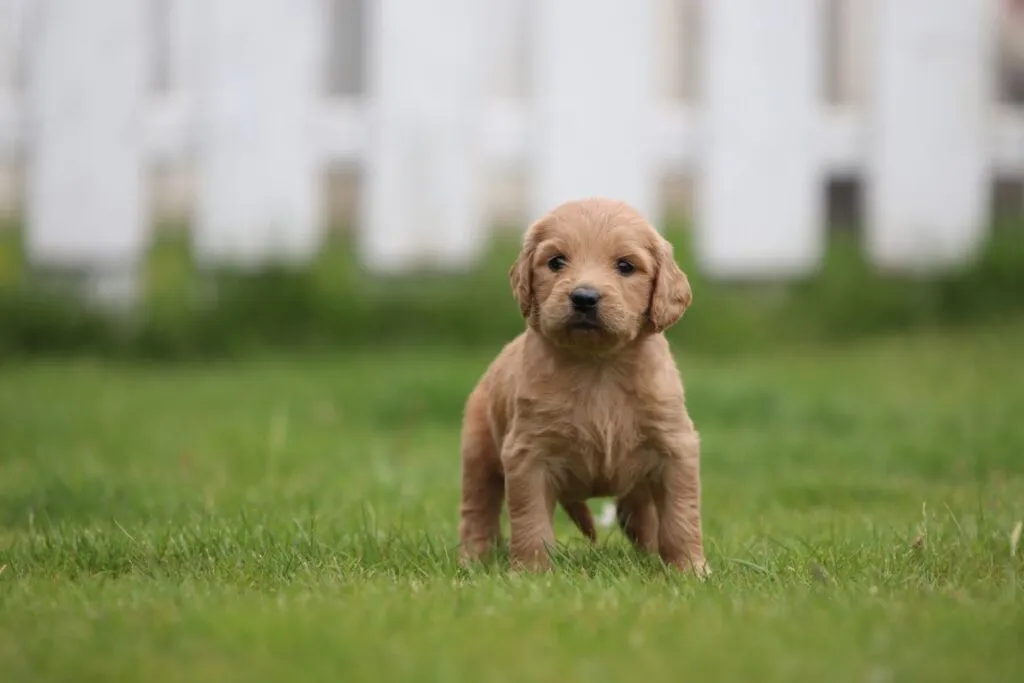 Prijs goldendoodle? 4 Goldendoodle puppy prijs