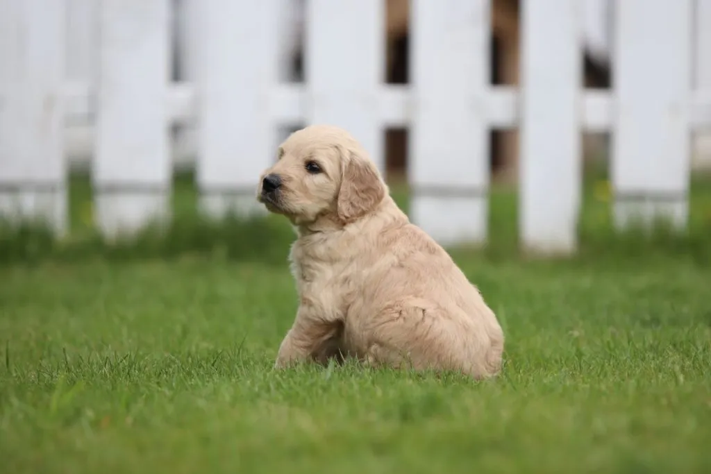 Goldendoodle pups for sale 11 Goldendoodle puppies te koop