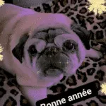 Mops: frank 1