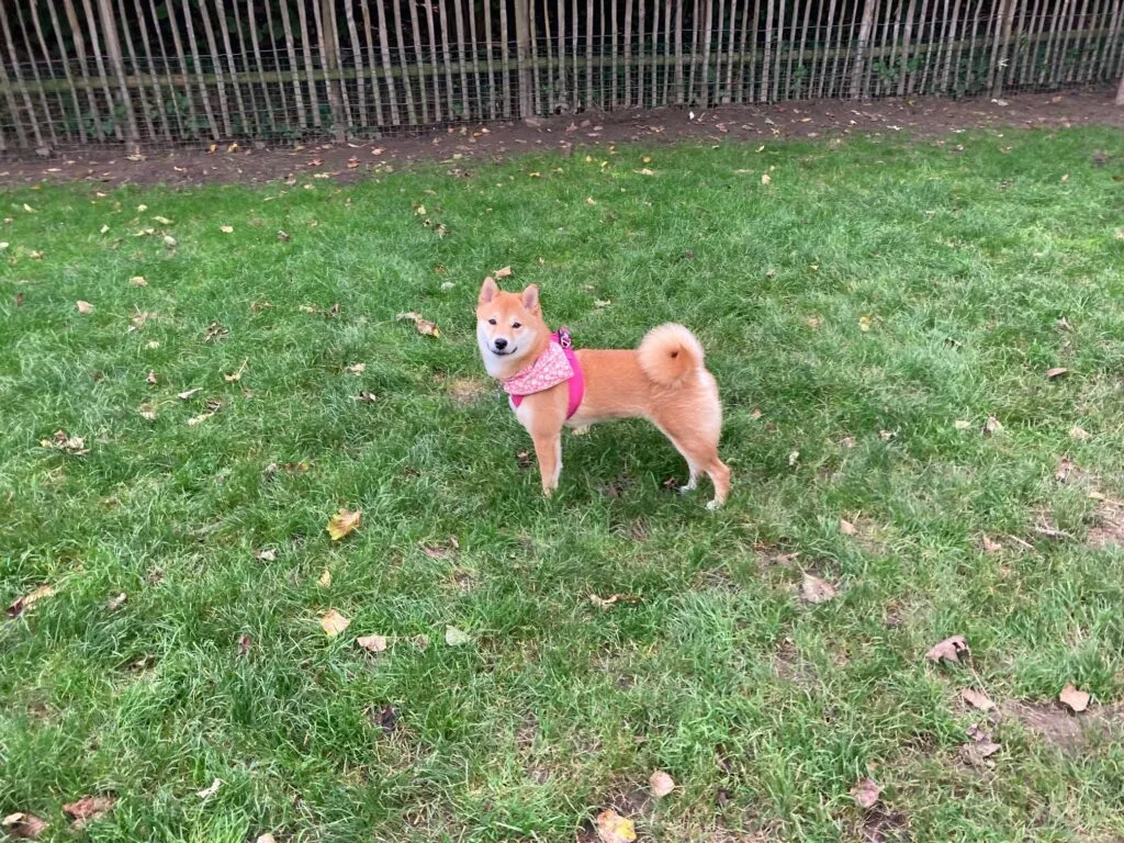 Shiba inu: complete gids over dit prachtige hondenras 4 Shiba inu reviews