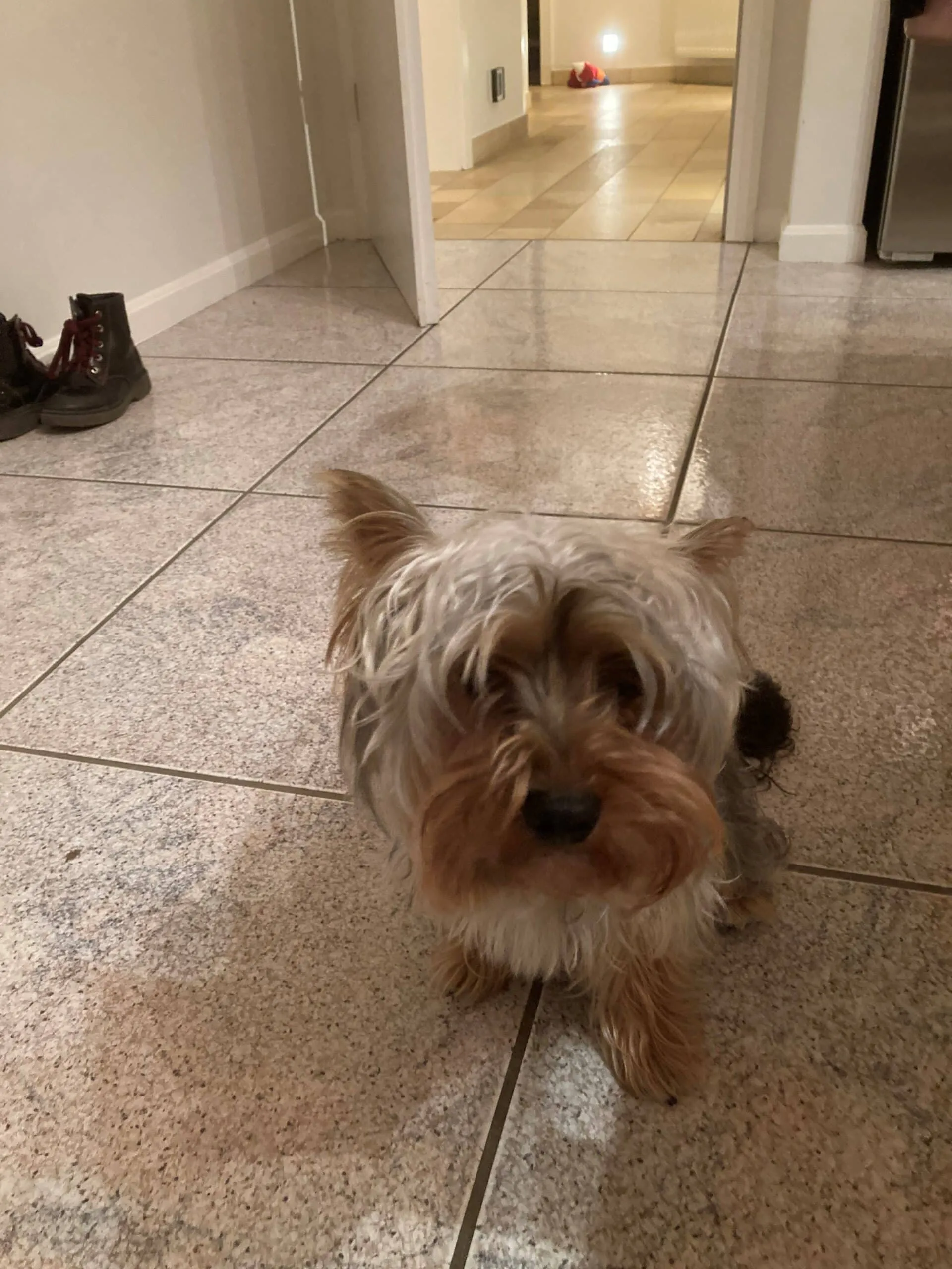 Kimmy - 1 ans 30 Hond kimmy